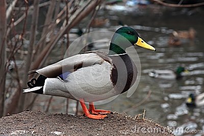 duck duck goose noise noise and more noise rar download
